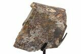 Fossil Sauropod Limb Section with Metal Stand - Colorado #331116-1